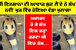 Cobra Snake : ਆਖਰ ਇਨਸਾਨਾਂ ਦੀ ਹਰ ਗੱਲ ਨੂੰ ਕਿਵੇਂ ਸੁਣ ਲੈਂਦਾ ਐ ਕੋਬਰਾ? ਇਸ ਖੋਜ ਨੇ ਸੱਚਾਈ ਦਾ ਕੀਤਾ ਖੁਲਾਸਾ