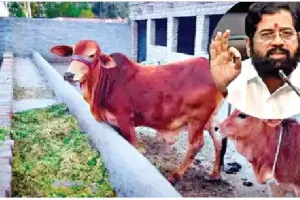 Cow Maharashtra: ‘ਰਾਜ ਮਾਤਾ’ ਦਾ ਦਰਜਾ ਦਿਵਾਉਣ ਵਾਲਾ ਇਹ ਹੈ ਦੇਸ਼ ਦਾ ਪਹਿਲਾ ਸੂਬਾ, ਜਾਣੋ