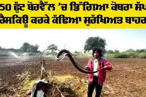 Cobra Snake: ਬੈਤੂਲ ‘ਚ 150 ਫੁੱਟ ਡੂੰਘੇ ਬੋਰਵੈੱਲ ‘ਚ ਡਿੱਗਿਆ ਕੋਬਰਾ ਸੱਪ, ਰੈਸਕਿਊ ਕਰਕੇ ਇੰਜ ਬਚਾਇਆ