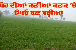 Rain : ਪੋਹ ਦੀਆਂ ਕਣੀਆਂ ਕਣਕ ’ਤੇ ਘਿਓ ਬਣ ਵਰ੍ਹੀਆਂ, ਤੇਜ਼ ਹੋਵੇਗਾ ਫਸਲ ਦਾ ਫੁਟਾਰਾ