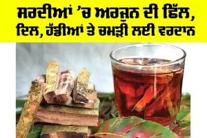 Arjuna Bark Benefits: ਸਰਦੀਆਂ ’ਚ ਅਰਜੁਨ ਦੀ ਛਿੱਲ, ਦਿਲ, ਹੱਡੀਆਂ ਤੇ ਚਮੜੀ ਲਈ ਵਰਦਾਨ
