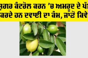 Guava Leaf for Diabetes: ਸ਼ੁਗਰ ਕੰਟਰੋਲ ਕਰਨ ’ਚ ਅਮਰੂਦ ਦੇ ਪੱਤੇ ਕਰਦੇ ਹਨ ਦਵਾਈ ਦਾ ਕੰਮ, ਜਾਣੋ ਕਿਵੇਂ