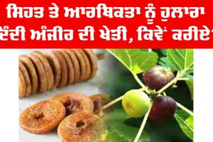 Fig Farming: ਸਿਹਤ ਤੇ ਆਰਥਿਕਤਾ ਨੂੰ ਹੁਲਾਰਾ ਦਿੰਦੀ ਅੰਜੀਰ ਦੀ ਖੇਤੀ : Anjeer Di Kheti