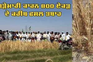 Punjab Hailstorm: ਗੜੇਮਾਰੀ ਕਾਰਨ 800 ਏਕੜ ਦੇ ਕਰੀਬ ਫਸਲ ਤਬਾਹ