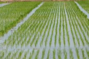 Agriculture News: ਝੋਨੇ ਦੀਆਂ ਪਾਬੰਦੀਸ਼ੁਦਾ ਹਾਈਬ੍ਰਿਡ ਕਿਸਮਾਂ ਦੀ ਬਿਜਾਈ ਨਾ ਕਰਨ ਕਿਸਾਨ : ਖੇਤੀਬਾੜੀ ਅਫ਼ਸਰ