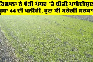 ਕਿਸਾਨਾਂ ਨੇ ਵੱਡੀ ਪੱਧਰ ’ਤੇ ਬੀਜੀ ਪਾਬੰਦੀਸ਼ੁਦਾ Pusa 44 ਦੀ ਪਨੀਰੀ, ਹੁੁਣ ਕੀ ਕਰੇਗੀ ਸਰਕਾਰ