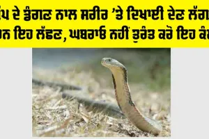 Snake News: ਸੱਪ ਦੇ ਡੰਗਣ ਨਾਲ ਸਰੀਰ ’ਤੇ ਦਿਖਾਈ ਦੇਣ ਲੱਗਦੇ ਹਨ ਇਹ ਲੱਛਣ, ਘਬਰਾਓ ਨਹੀਂ ਤੁਰੰਤ ਕਰੋ ਇਹ ਕੰਮ