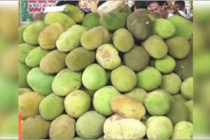 Jackfruit Day: ਜੈਕਫਰੂਟ ਪਾਚਨ ਪ੍ਰਣਾਲੀ ਲਈ ਵਰਦਾਨ ਹੈ, ਬਲੱਡ ਪ੍ਰੈਸ਼ਰ ਨੂੰ ਵੀ ਕਰਦਾ ਹੈ ਕੰਟਰੋਲ