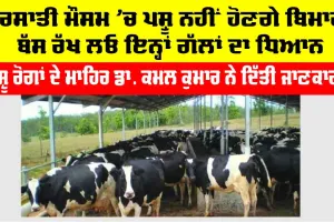Animal Care: ਬਰਸਾਤੀ ਮੌਸਮ ’ਚ ਪਸ਼ੂ ਨਹੀਂ ਹੋਣਗੇ ਬਿਮਾਰ, ਬੱਸ ਰੱਖ ਲਓ ਇਨ੍ਹਾਂ ਗੱਲਾਂ ਦਾ ਧਿਆਨ