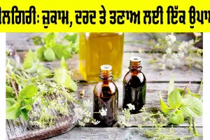 Nilgiri Benefits: ਨੀਲਗਿਰੀ: ਜ਼ੁਕਾਮ, ਦਰਦ ਤੇ ਤਣਾਅ ਲਈ ਇੱਕ ਉਪਾਅ