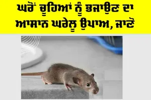Home Remedy: ਘਰੋਂ ਚੂਹਿਆਂ ਨੂੰ ਭਜਾਉਣ ਦਾ ਆਸਾਨ ਘਰੇਲੂ ਉਪਾਅ, ਜਾਣੋ