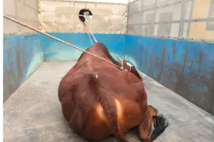 Stray Bull Attack: ਸਾਨ੍ਹ ਦੇ ਹਮਲਿਆਂ ਨਾਲ ਦਹਿਸ਼ਤ ‘ਚ ਰਹਿੰਦੇ ਲੋਕਾਂ ਨੂੰ ਮਿਲੀ ਰਾਹਤ, ਪੰਚਾਇਤ ਦਾ ਕੀਤਾ ਧੰਨਵਾਦ