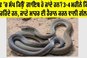 Snake News: ਠੰਢ ’ਚ ਸੱਪ ਕਿਉਂ ਗਾਇਬ ਹੋ ਜਾਂਦੇ ਹਨ? 3-4 ਮਹੀਨੇ ਕਿੱਥੇ ਰਹਿੰਦੇ ਹਨ, ਜਾਣੋ ਮਾਹਿਰ ਦੀ ਹੈਰਾਨ ਕਰਨ ਵਾਲੀ ਗੱਲ