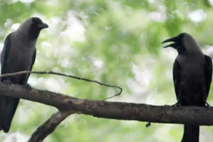 Arrogant Crow: ਤੁਸੀਂ ਮੇਰੇ ਜਿੰਨੀ ਲੰਮੀ ਉਡਾਰੀ ਨਹੀਂ ਮਾਰ ਸਕਦੇ, ਘੁਮੰਡੀ ਕਾਂ ਦੇ ਕੌੜੇ ਬੋਲ