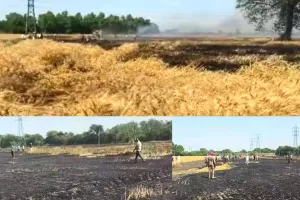 Sunam Wheat Fire: ਸੁਨਾਮ 'ਚ ਅੱਗ ਲੱਗਣ ਕਾਰਨ ਕਈ ਏਕੜ ਕਣਕ ਸੁਆਹ