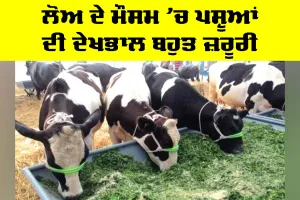 Animal Health: ਲੋਅ ਦੇ ਮੌਸਮ ’ਚ ਪਸ਼ੂਆਂ ਦੀ ਦੇਖਭਾਲ ਬਹੁਤ ਜ਼ਰੂਰੀ