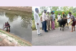 Animal Welfare: ਨਹਿਰ ’ਚ ਡਿੱਗੇ ਵੱਛੇ ਨੂੰ ਡੇਰਾ ਸ਼ਰਧਾਲੂਆਂ ਨੇ ਸੁਰੱਖਿਅਤ ਬਾਹਰ ਕੱਢਿਆ