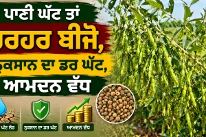 Arhar Farming: ਪਾਣੀ ਘੱਟ ਤਾਂ ਹਰਹਰ ਬੀਜੋ, ਨੁਕਸਾਨ ਦਾ ਡਰ ਘੱਟ, ਆਮਦਨ ਵੱਧ