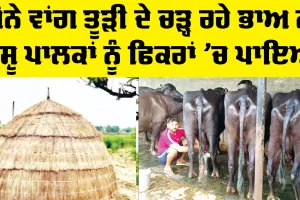 Dairy Farming Project: ਸੋਨੇ ਵਾਂਗ ਤੂੜੀ ਦੇ ਚੜ੍ਹ ਰਹੇ ਭਾਅ ਨੇ ਪਸ਼ੂ ਪਾਲਕਾਂ ਨੂੰ ਫਿਕਰਾਂ ’ਚ ਪਾਇਆ