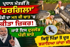Hargila: ਪ੍ਰਧਾਨ ਮੰਤਰੀ ਨੇ ‘ਹਰਗਿਲਾ’ ਪੰਛੀ ਦਾ ਮਨ ਕੀ ਬਾਤ ’ਚ ਕੀਤਾ ਜ਼ਿਕਰ, ਜਾਣੋ ਇਸ ਦੁਰਲੱਭ ਪੰਛੀ ਬਾਰੇ, ਕਿਉਂ ਪਿੰਡਾਂ ਤੋਂ ਦੂਰ ਭਜਾਇਆ ਜਾਂਦਾ ਸੀ | Greater Adjutant