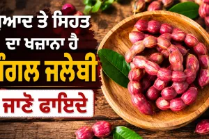 Jungle Jalebi Benefits: ਸੁਆਦ ਤੇ ਸਿਹਤ ਦਾ ਖਜ਼ਾਨਾ ਹੈ ਜੰਗਲ ਜਲੇਬੀ, ਜਾਣੋ ਫਾਇਦੇ