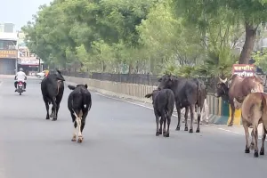 Stray Animals Danger: ਸੜਕਾਂ ’ਤੇ ਘੁੰਮਦੇ ਅਵਾਰਾ ਪਸ਼ੂ ਬਣ ਰਹੇ ਹਨ ਹਾਦਸੇ ਦਾ ਕਾਰਨ, ਪ੍ਰਸ਼ਾਸਨ ਦੇਵੇ ਧਿਆਨ