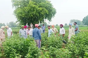 Agriculture News: ਸਰਵੇਖਣ ਟੀਮ ਵੱਲੋਂ ਨਰਮੇ ਦੇ ਖੇਤਾਂ ਦਾ ਦੌਰਾ