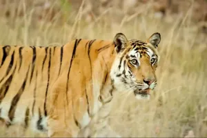 India Tiger Population: ਭਾਰਤ ਬਾਘਾਂ ਦੀ ਸੰਭਾਲ ’ਚ ਦੁਨੀਆ ਦੇ ਪਹਿਲੇ ਨੰਬਰ ’ਤੇ, ਦੇਸ਼ ’ਚ 3,682 ਬਾਘ