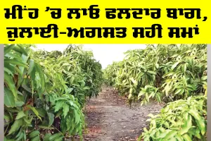 Monsoon Farming: ਮੀਂਹ ’ਚ ਲਾਓ ਫਲਦਾਰ ਬਾਗ, ਜੁਲਾਈ-ਅਗਸਤ ਸਹੀ ਸਮਾਂ