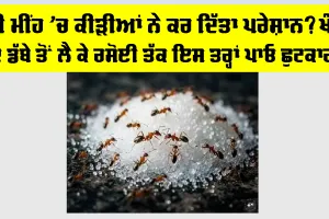 Ants In Sugar Container: ਕੀ ਮੀਂਹ ’ਚ ਕੀੜੀਆਂ ਨੇ ਕਰ ਦਿੱਤਾ ਪਰੇਸ਼ਾਨ? ਖੰਡ ਦੇ ਡੱਬੇ ਤੋਂ ਲੈ ਕੇ ਰਸੋਈ ਤੱਕ ਇਸ ਤਰ੍ਹਾਂ ਪਾਓ ਛੁਟਕਾਰਾ