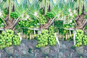 India Coconut Production: ਨਾਰੀਅਲ ਉਤਪਾਦਨ ’ਚ ਭਾਰਤ ਸਭ ਤੋਂ ਅੱਗੇ, ਵਿਸ਼ਵ ਪੱਧਰ ’ਤੇ ਹਿੱਸੇਦਾਰੀ 31 ਫੀਸਦੀ ਤੋਂ ਜ਼ਿਆਦਾ