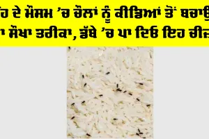 Keep Rice Safe From Insects: ਮੀਂਹ ਦੇ ਮੌਸਮ ’ਚ ਚੌਲਾਂ ਨੂੰ ਕੀਡਿਆਂ ਤੋਂ ਬਚਾਉਣ ਦਾ ਸੌਖਾ ਤਰੀਕਾ, ਡੱਬੇ ’ਚ ਪਾ ਦਿਓ ਇਹ ਚੀਜ਼ਾਂ