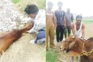 Welfare Work: ਡੇਰਾ ਪ੍ਰੇਮੀਆਂ ਨੇ ਬੇਸਹਾਰਾ ਪਸ਼ੂ ਗੋਬਰ ਗੈਸ ਪਲਾਂਟ ’ਚੋਂ ਬਾਹਰ ਕੱਢਿਆ