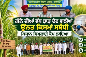 Agriculture News: ਗੰਨੇ ਦੀਆਂ ਵੱਧ ਝਾੜ ਦੇਣ ਵਾਲੀਆਂ ਉੱਨਤ ਕਿਸਮਾਂ ਸਬੰਧੀ ਕਿਸਾਨ ਸਿਖਲਾਈ ਕੈਂਪ ਲਾਇਆ