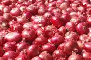 Onion Price: ਪਿਆਜ਼ ਨੇ ਰਸੋਈ ਦਾ ਬਜਟ ਵਿਗਾੜਿਆ, ਪ੍ਰਚੂਨ ਕੀਮਤ 70 ਰੁਪਏ ਪ੍ਰਤੀ ਕਿਲੋ ਤੱਕ ਪਹੁੰਚੀ