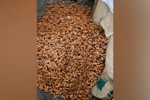 Pakistani Dry Dates: ਡੀਆਰਆਈ ਦੀ ਵੱਡੀ ਕਾਰਵਾਈ, ਯੂਏਈ ਰਾਹੀਂ ਭਾਰਤ ਪਹੁੰਚੀਆਂ 362 ਟਨ ਪਾਕਿਸਤਾਨੀ ਸੁੱਕੀਆਂ ਖਜੂਰ ਜ਼ਬਤ