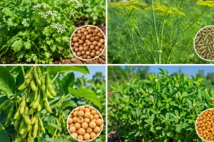 Agriculture News: ਸਰਦੀਆਂ ਦੇ ਮੇਵੇ ਧਨੀਆ, ਸੌਂਫ, ਸੋਏ, ਮੇਥੇ ਦੀ ਕਾਸ਼ਤ ਦੇ ਸੁਚੱਜੇ ਢੰਗ