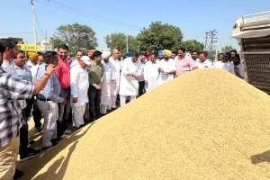 Government Paddy Purchase: ਜਲਾਲਾਬਾਦ ਦੇ ਵਿਧਾਇਕ ਨੇ ਦਾਣਾ ਮੰਡੀ ਜਲਾਲਾਬਾਦ ਅਤੇ ਘੁਬਾਇਆ ਵਿਖੇ ਝੋਨੇ ਦੀ ਸਰਕਾਰੀ ਖਰੀਦ ਸ਼ੁਰੂ ਕਰਵਾਈ