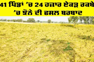 Heavy Rainfall: 41 ਪਿੰਡਾਂ ’ਚ 24 ਹਜ਼ਾਰ ਏਕੜ ਰਕਬੇ ’ਚ ਝੋਨੇ ਦੀ ਫਸਲ ਬਰਬਾਦ