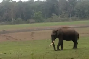 Kerala Wild Elephant Deaths: ਕੇਰਲ ’ਚ ਜੰਗਲੀ ਹਾਥੀਆਂ ਦੀਆਂ ਲਗਾਤਾਰ ਹੋ ਰਹੀਆਂ ਮੌਤਾਂ ਨਾਲ ਸਨਸਨੀ, CBI ਜਾਂਚ ਦੀ ਮੰਗ