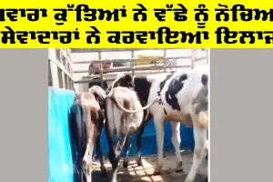 Welfare Work: ਅਵਾਰਾ ਕੁੱਤਿਆਂ ਨੇ ਵੱਛੇ ਨੂੰ ਨੋਚਿਆ, ਸੇਵਾਦਾਰਾਂ ਨੇ ਕਰਵਾਇਆ ਇਲਾਜ