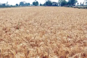 Wheat Farming: ਕਣਕ ਦੀ ਭਰਪੂਰ ਪੈਦਾਵਾਰ ਦੀ ਤਿਆਰੀ: ਉੱਨਤ ਕਿਸਮਾਂ ਚੁਣੋ, ਸਹੀ ਸਮੇਂ ’ਤੇ ਬਿਜਾਈ ਕਰੋ, ਖਾਦ ਦਾ ਸੰਤੁਲਨ ਰੱਖੋ  
