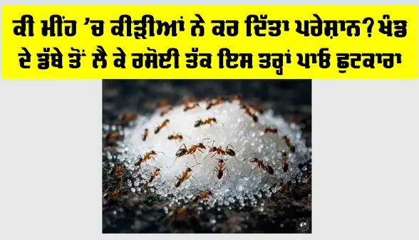 Ants In Sugar Container: ਕੀ ਮੀਂਹ ’ਚ ਕੀੜੀਆਂ ਨੇ ਕਰ ਦਿੱਤਾ ਪਰੇਸ਼ਾਨ? ਖੰਡ ਦੇ ਡੱਬੇ ਤੋਂ ਲੈ ਕੇ ਰਸੋਈ ਤੱਕ ਇਸ ਤਰ੍ਹਾਂ ਪਾਓ ਛੁਟਕਾਰਾ