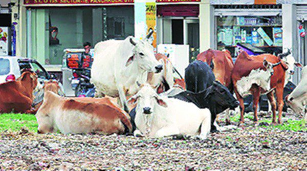 ਬਿਲਾਸਪੁਰ ‘ਚ ਬੁੱਚੜਖਾਨੇ ਦਾ ਪਰਦਾਫਾਸ਼