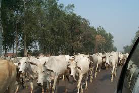 ਗਊ ਕੌਮੀ ਪਸ਼ੂ ਐਲਾਨੀ ਜਾਵੇ : ਰਾਜਸਥਾਨ ਹਾਈਕੋਰਟ