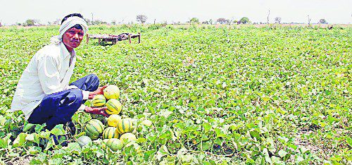 ਖਰਬੂਜ਼ੇ ਦੀਆਂ ਬਿਮਾਰੀਆਂ ਤੇ ਬਚਾਓ