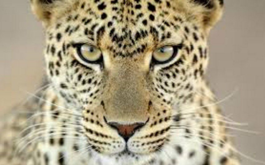 ਇਸ ਜਾਨਵਰ ਨੇ ਉਡਾਈ ਪਿੰਡ ਵਾਸੀਆਂ ਦੀ ਰਾਤਾਂ ਦੀ ਨੀਂਦ