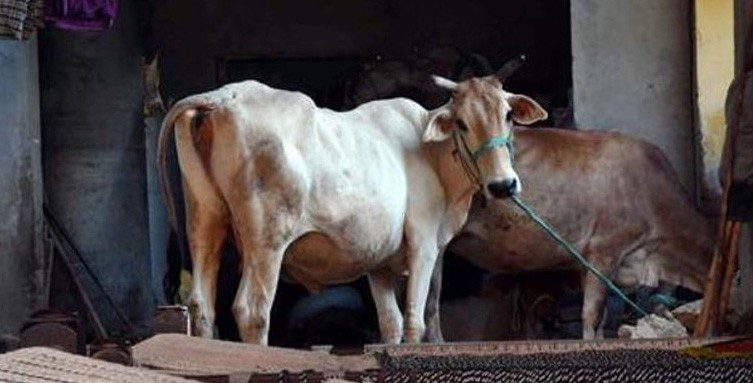 ਹਿੰਸਾ ਨਹੀਂ ਗਊ ਰੱਖਿਆ ਦਾ ਢੰਗ