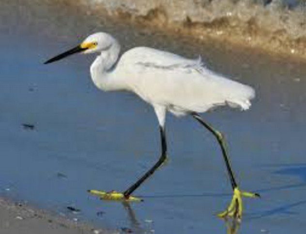 ਬਗਲਿਆਂ ਦੇ ਆਉਣ ਦੀ ਰੁੱਤ