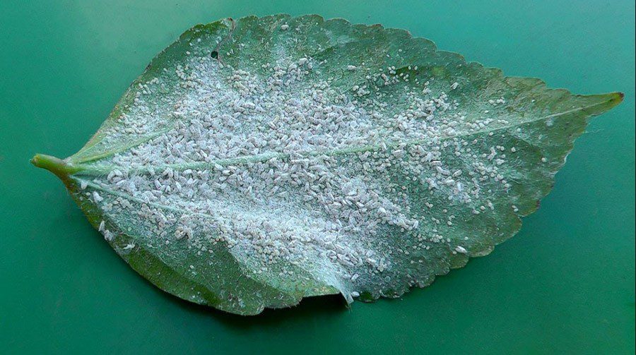 ਚਿੱਟੀ ਮੱਖੀ ਤੱਕ ਨਾ ਰੁਕੇ ਖੇਤੀ ਨੀਤੀ